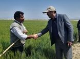 بازدید از پروژه 530 هکتار از مزارع کشاورزان روستای اشکهران اصفهان