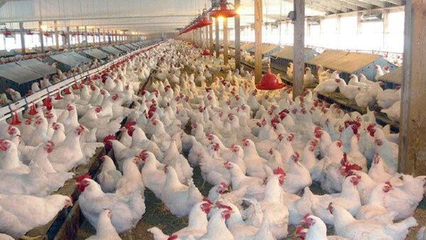 در استان اصفهان هفت و نیم میلیون مرغ تخم گذار وجود دارد