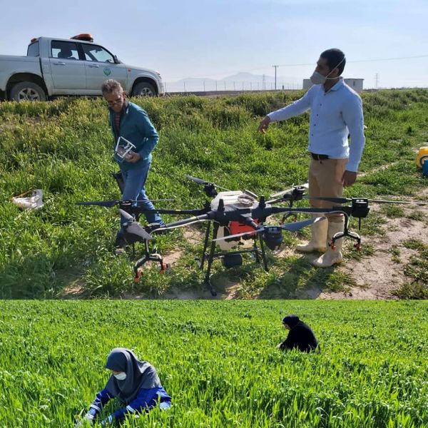 بازدید روزانه کارشناسان فنی  از مزارع غلات شهرستان آبیک