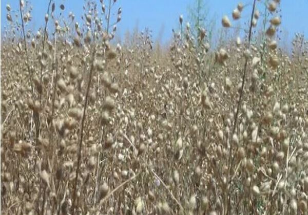 آغاز برداشت نخستین دانه کاملینا از مزارع خراسان شمالی