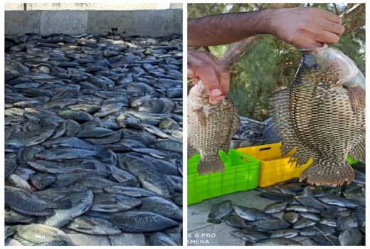 براشت ۲ تن ماهی تیلا پیا  از استخر بنیاد تعاون زندانیان فردوس