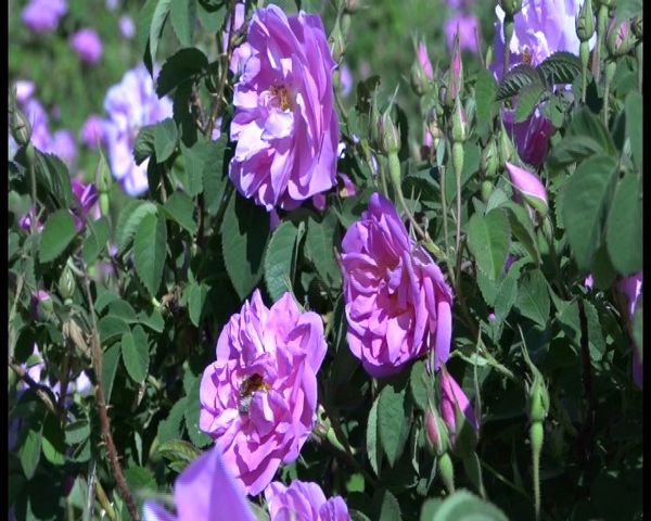 آغاز برداشت گل محمدی از گلستان‌های فریدن