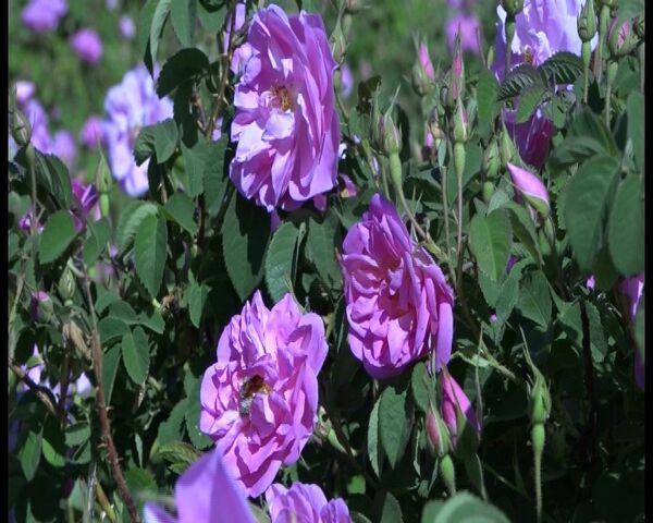 آغاز برداشت گل محمدی از گلستان‌های فریدن