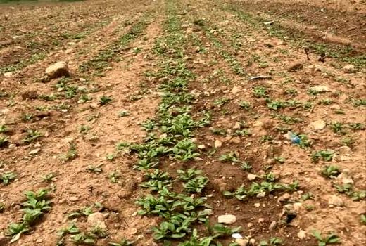 احداث خزانه کشت نشایی چغندرقند در شهرستان کیار