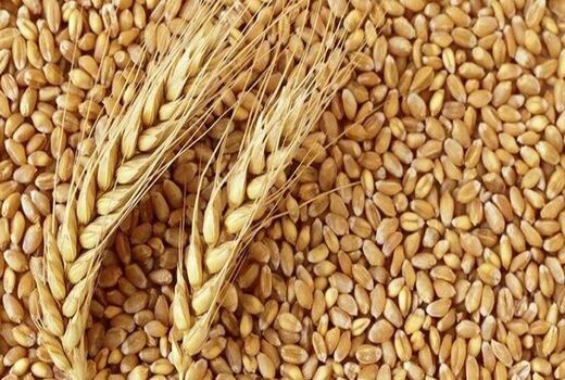 آزادسازی قیمت‌ گندم و آرد؛ راه نجات صنعت آرد نان