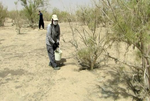 اجرای طرح مبارزه با موش صحرایی در جرقویه علیا