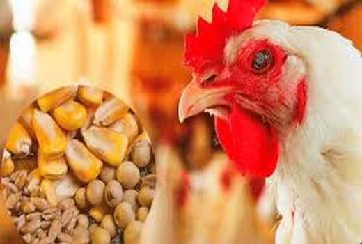تخصـیص سـهمیه نهاده‌های طیور و مجوز جوجه‌ریزی بر اساس تاییـد تخلیه گواهی بهداشتی حمل قرنطینه‌ای