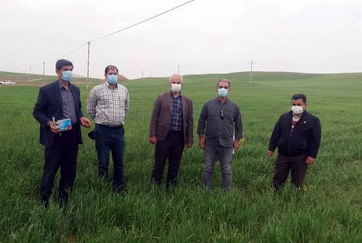 بازدید محققین و کارشناسان معین استانی از مزارع شهرستان اهر