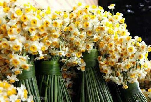 تولید بیش از 4 میلیون شاخه گل نرگس در رستم
