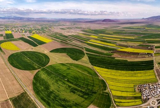 افزایش سه برابری سطح زیرکشت کلزا در استان قم