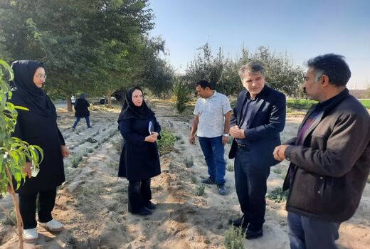  گیاهان دارویی، محور جدید درآمد و اشتغال در آذرشهر خواهند بود