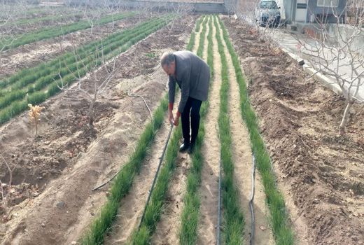 اجرای آبیاری قطره‌ای نوار تیپ در باغ تلفیقی زعفران و پسته در اراضی ایلخچی