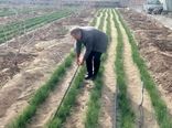 اجرای آبیاری قطره‌ای نوار تیپ در باغ تلفیقی زعفران و پسته در اراضی ایلخچی