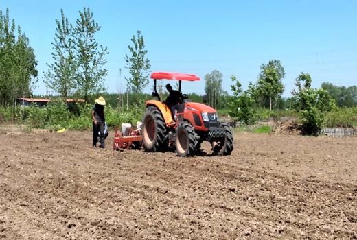 کشت بادام‌زمینی در گیلان آغاز شد