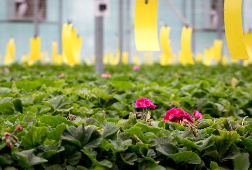 جلوگیری از خروج 1.5 میلیون ارز با پرورش داخلی اندام‌های تکثیری