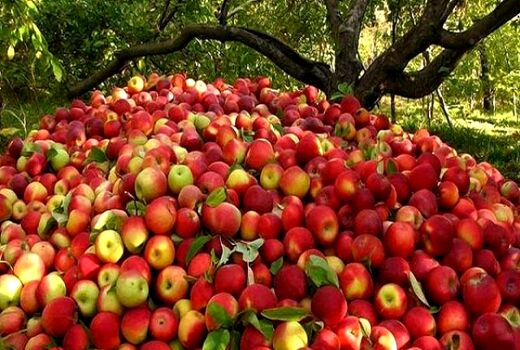 رایزنی برای تسریع در رفع موانع صادراتی سیب درختی 