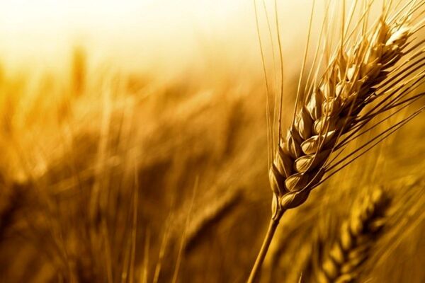اجرای طرح یاوران تولید در خرمشهر