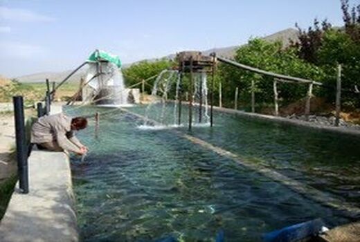 رهاسازی یک میلیون و ۴۰۰ هزار قطعه بچه ماهی در استخرهای کشاورزی فارس  