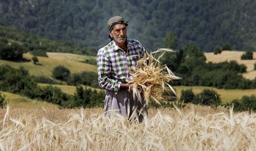 مشارکت بیش از ۱۱۴ هزار فعال کشاورزی در بزرگ‌ترین فرایند ملی ترویج دانش و فناوری