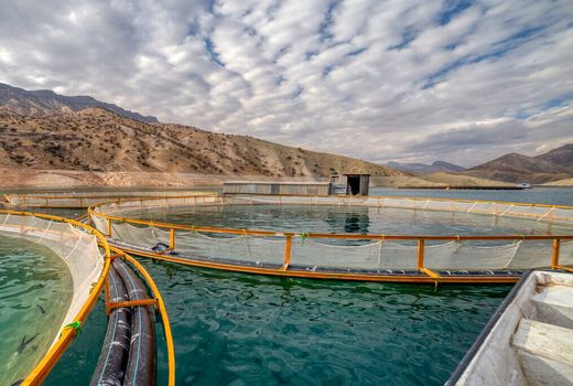 ۹۰۰ تُن ماهی از طریق نصب قفس درمنابع آبی اصفهان تولید می شود