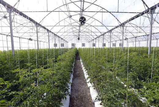 مهلت 3 روزه سرمایه‌گذاران نهضت گلخانه‌ای جهت تکمیل درخواست
