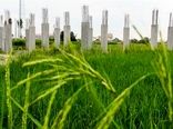تغییر کاربری غیرمجاز؛ تهدید امنیت غذایی و تشدید نابرابری