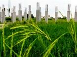 تغییر کاربری غیرمجاز؛ تهدید امنیت غذایی و تشدید نابرابری