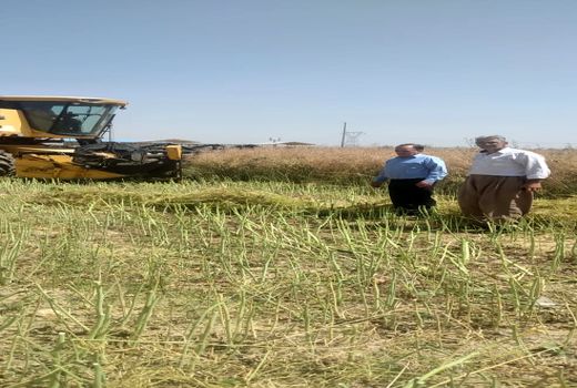 برداشت محصول کلزا از مزارع میاندوآب آغاز شد 