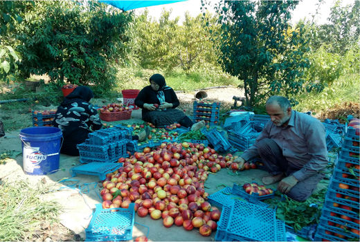 تولید 15 هزار تنی هلو و شلیل در بهشهر