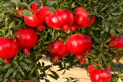 برداشت انار از سطح 460 هکتار باغات مناطق چترود و گلباف