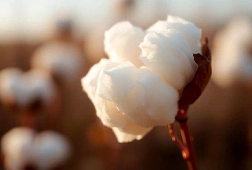 پایان کشت پنبه در یک هزار و 200 هکتار از اراضی آذربایجان شرقی