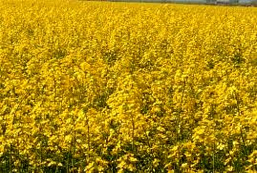 ۱۰۰ درصد مزارع کلزای استان زیر پوشش بیمه آستان قدس 