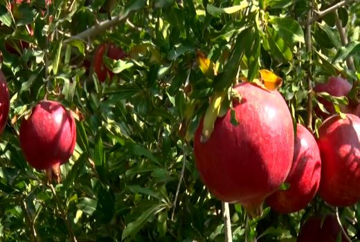 طعمِ خوش خزان با یاقوت سرخ اردستان