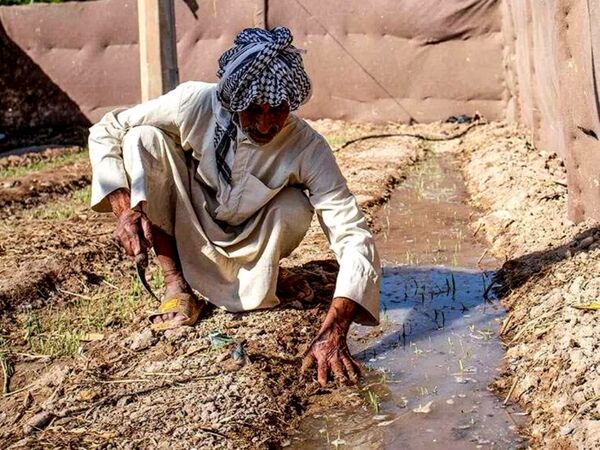 دانش بومی کشاورزان؛ ظرفیتی کلیدی برای مدیریت بحران آب و افزایش تاب‌آوری در خشکسالی