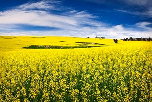 کشت ۳۳۰۰ هکتار کلزا در مزارع مناطق معتدل و سرد استان کرمانشاه