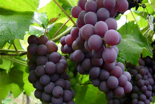 آغاز برداشت انگور از باغات خراسان جنوبی