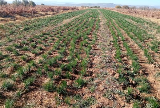 پایان برداشت زعفران در سرچهان