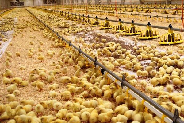 افزایش ماهانه یک میلیون قطعه جوجه ریزی در مرغداری های آذربایجان غربی 