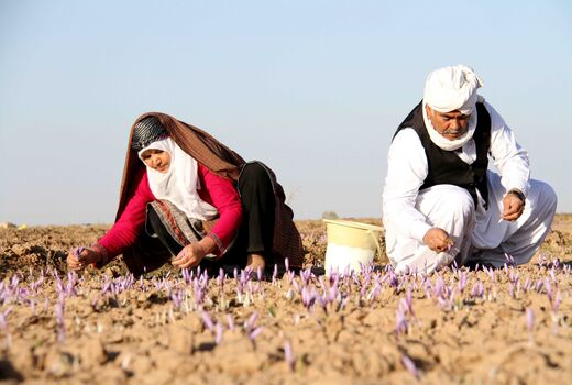 فائو و دانشگاه مشهد وارد میدان شدند/ طلای سرخ ایران تحت کنترل اصالت