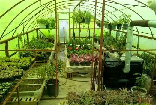 پولی که در گلدان می‌روید