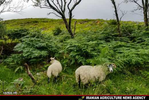 سفری به اسکاتلند