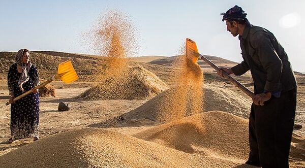 ۵۲ درصد خرید تضمیمنی از ۵ استان پیشتاز تولید گندم