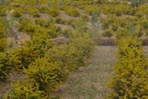کشت گیاهان مقاوم به شوری در خوزستان