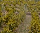 کشت گیاهان مقاوم به شوری در خوزستان