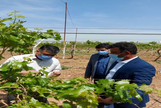 برآورد خسارت سرمازدگی باغ‌های انگور تاکستان انجام شد