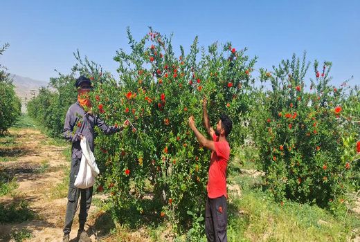 تولید 40 تن گلنار فارسی در داراب