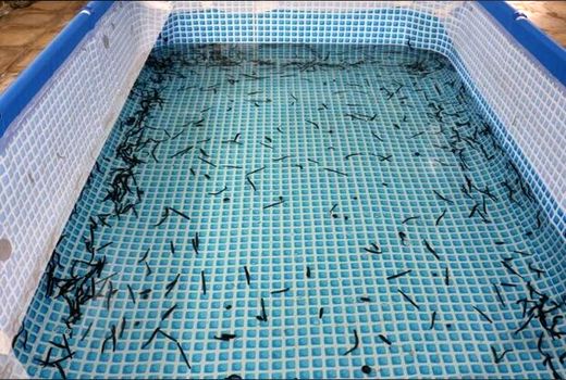 تشکیل نخستین تعاونی پرورش‌دهندگان زالوی طبی کشور در اصفهان