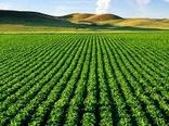 سه هزار هکتار سطح زیر کشت دانه روغنی سویا در این شهرستان 
