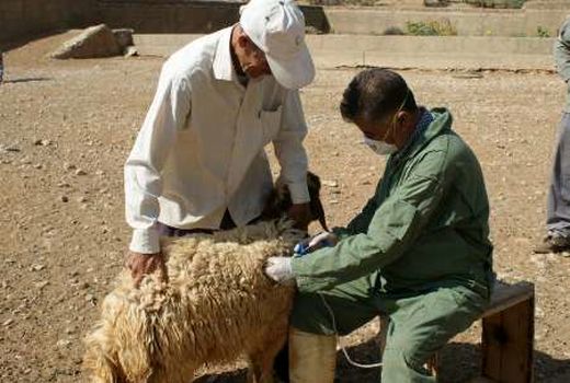 واکسیناسیون بیش از سه میلیون رأس دام برای کنترل آبله گوسفندی در خوزستان