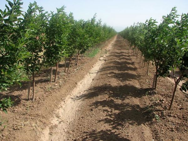 ۸۰۰ هکتار اراضی کشاورزی شهرستان البرز تحت پوشش بیمه  قرار  گرفت